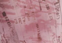 Print Mesh Lettuce Trim Cropped Cami -Everrastyle Shop co sabrina mesh cami baby doll script imagefront tv54660rprt